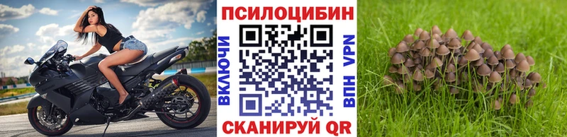Псилоцибиновые грибы GOLDEN TEACHER  купить наркотики цена  Белозерск 
